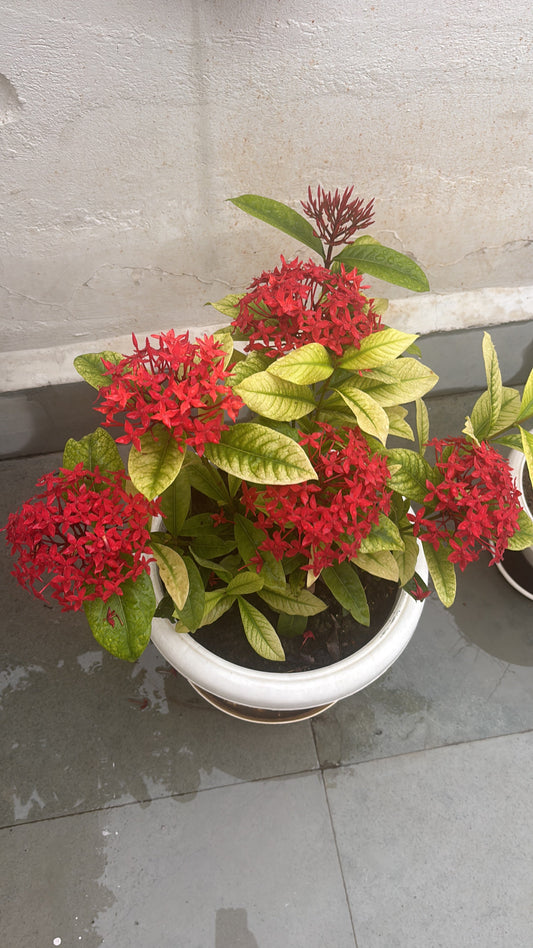 Nature’s Palette: Inspiration Behind BaliKa’s New Saree CollectionU