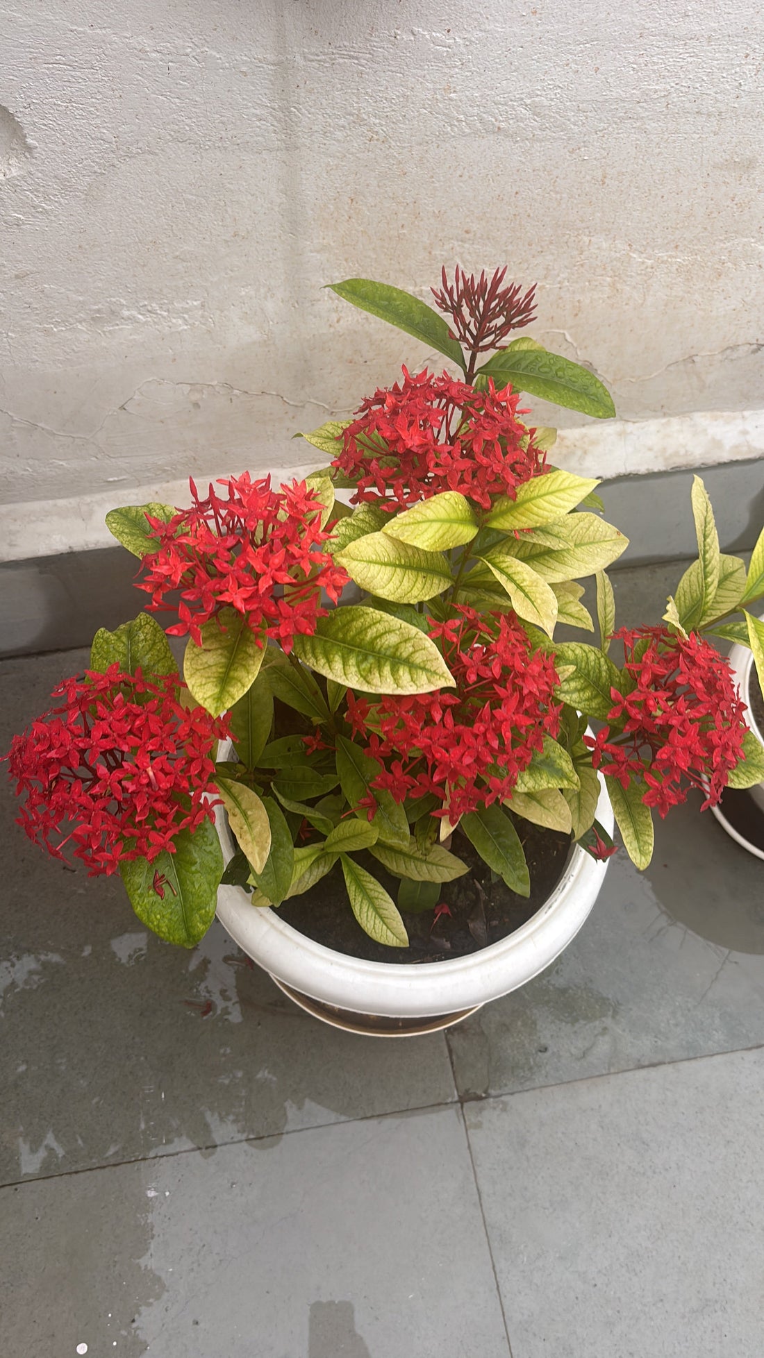 Nature’s Palette: Inspiration Behind BaliKa’s New Saree CollectionU